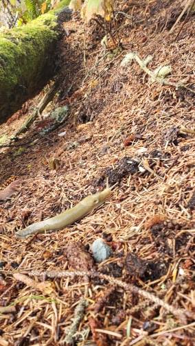 42851613_2249005945321678_2425911147845648384_n