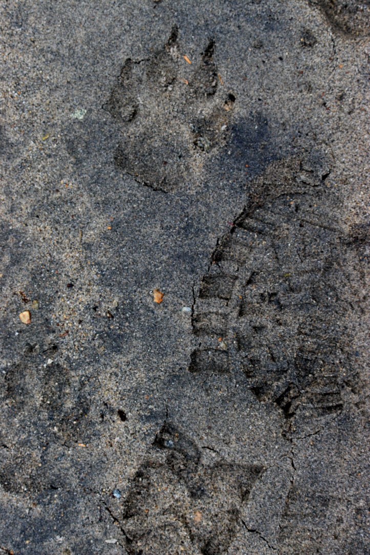 Wolf footprint
