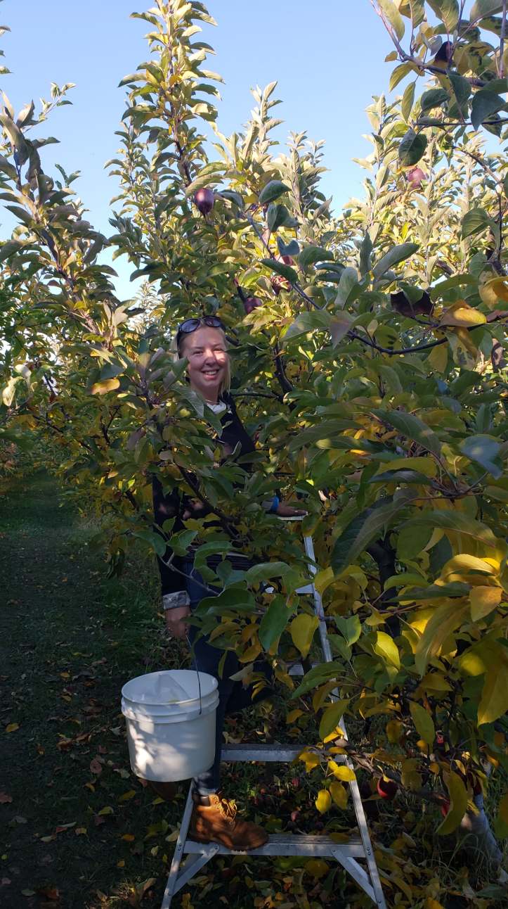 apple picking